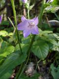 Campanula sibirica. Средняя часть растения с цветком. Ростовская обл., Азовский р-н, Александровский лес, обочина лесной дороги. 11.06.2016.