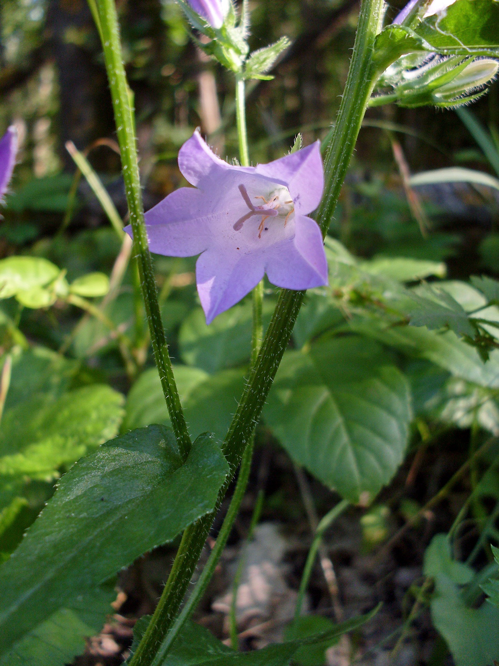 Image of Campanula sibirica specimen.