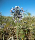 Allium caesium