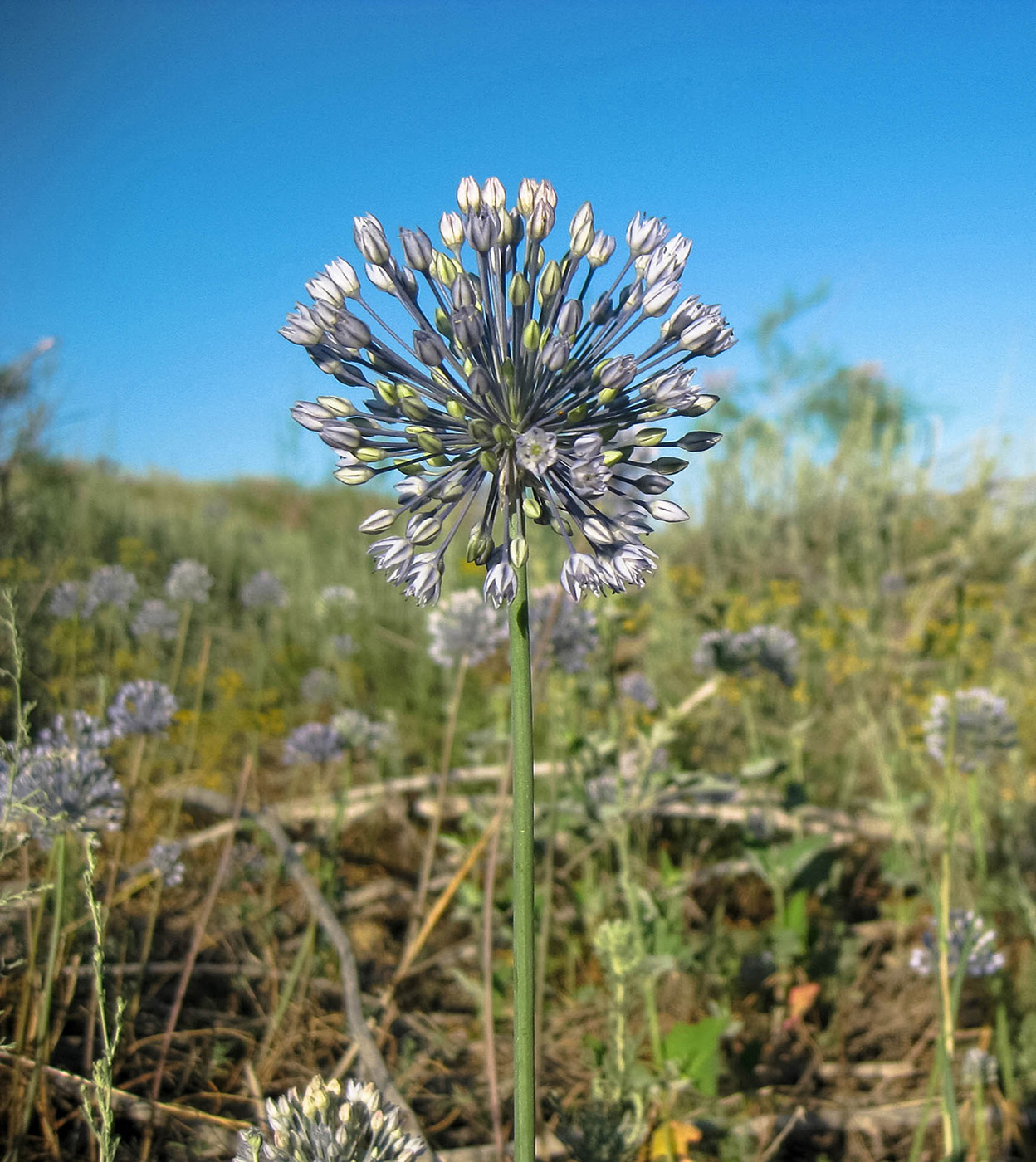 Изображение особи Allium caesium.