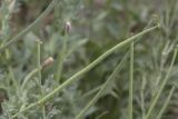 Glaucium corniculatum