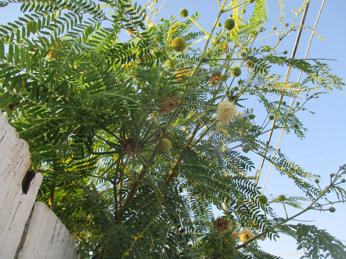 Image of Leucaena leucocephala specimen.