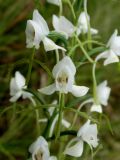 Habenaria linearifolia. Часть соцветия. Приморье, ЗАТО Фокино, о. Путятина, оз. Гусиное, заболоченная часть озера. 17.08.2016.