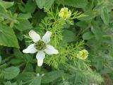 Nigella sativa