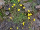 Scorzoneroides autumnalis