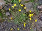 Scorzoneroides autumnalis. Цветущее растение. Исландия, национальный парк Ландманналаугар, каменистый берег ручья. 02.08.2016.