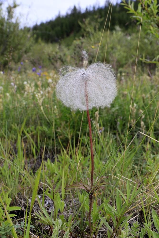 Изображение особи Pulsatilla dahurica.