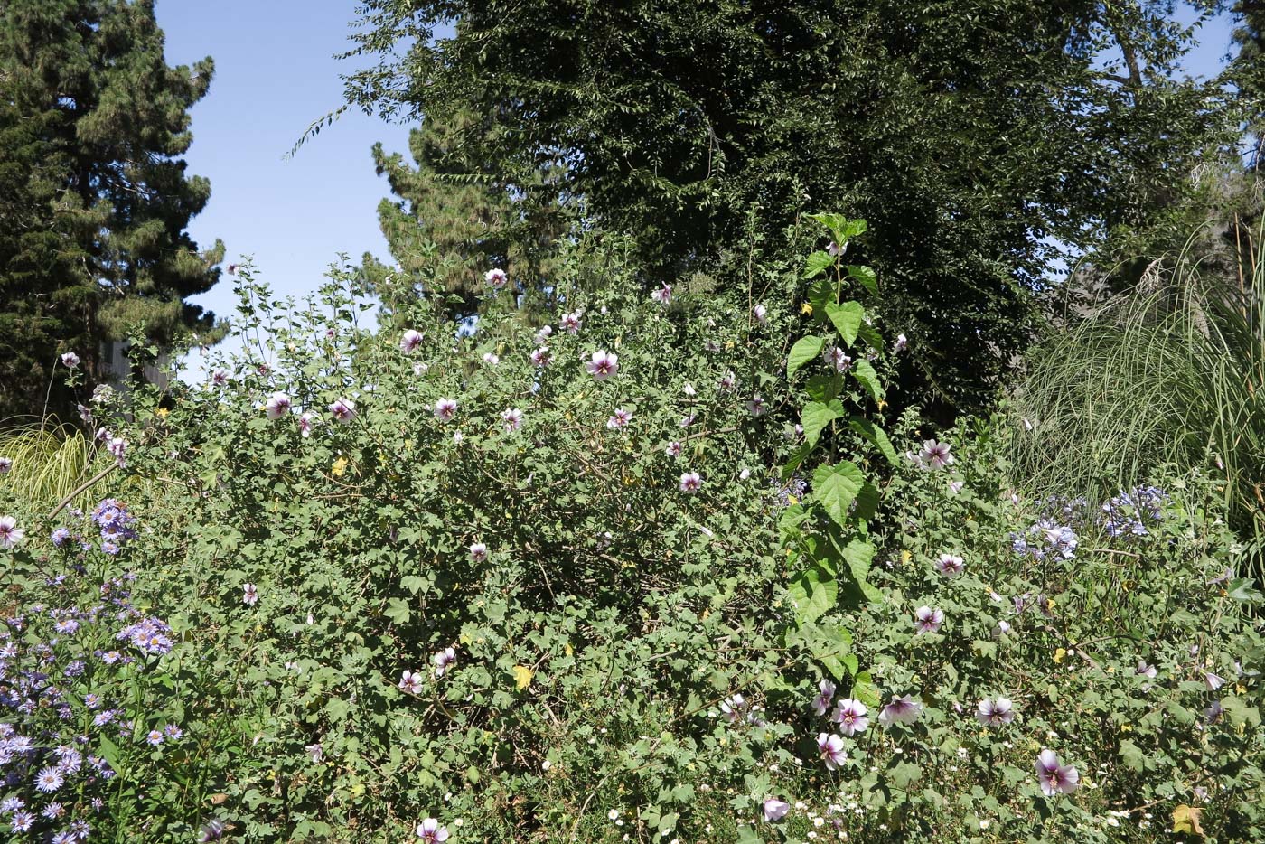 Image of Malva subovata specimen.