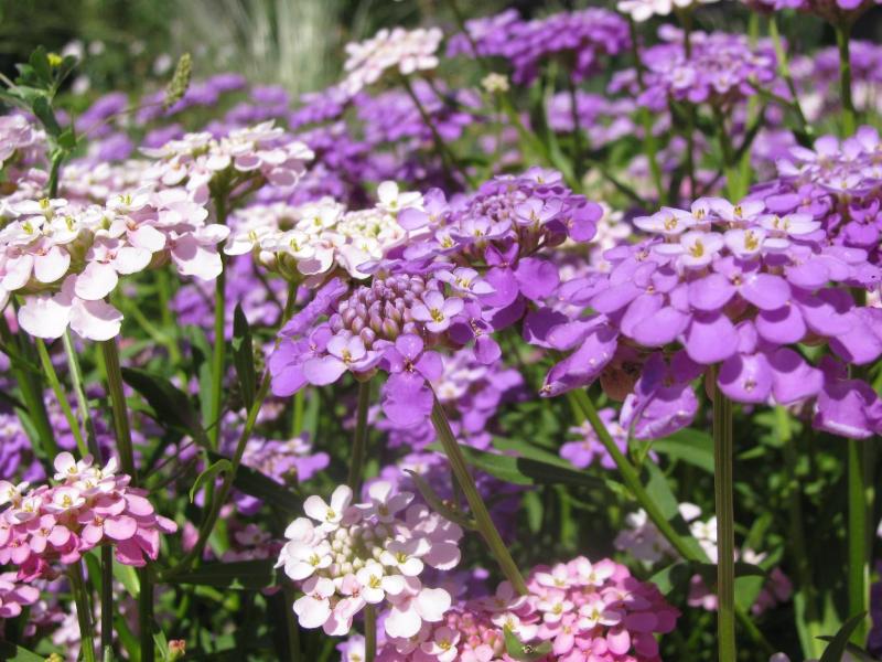 Image of Iberis umbellata specimen.