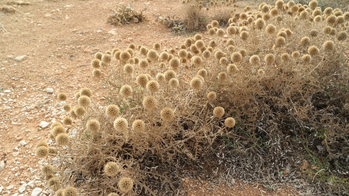 Изображение особи Echinops ruthenicus.