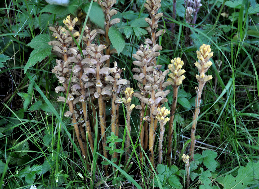 Изображение особи род Orobanche.