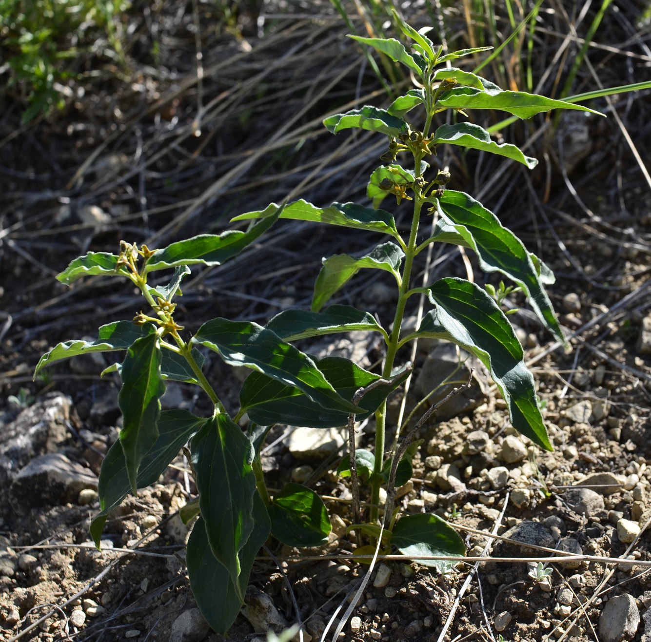 Image of Vincetoxicum mugodsharicum specimen.