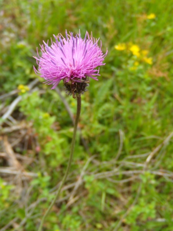 Image of Carduus kerneri specimen.