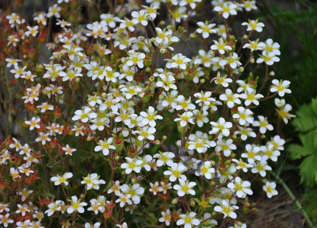 Изображение особи Saxifraga exarata.