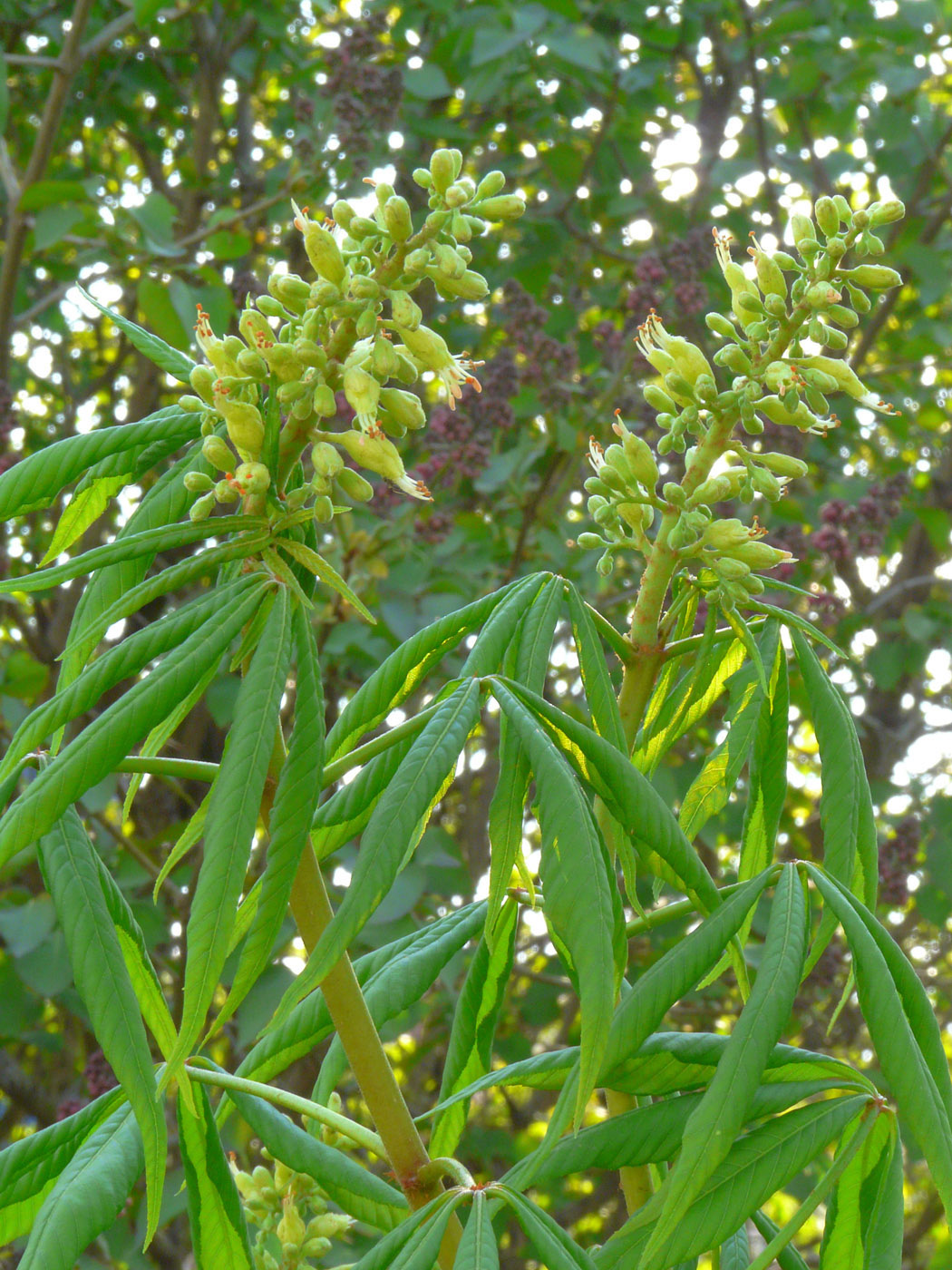 Изображение особи Aesculus glabra.