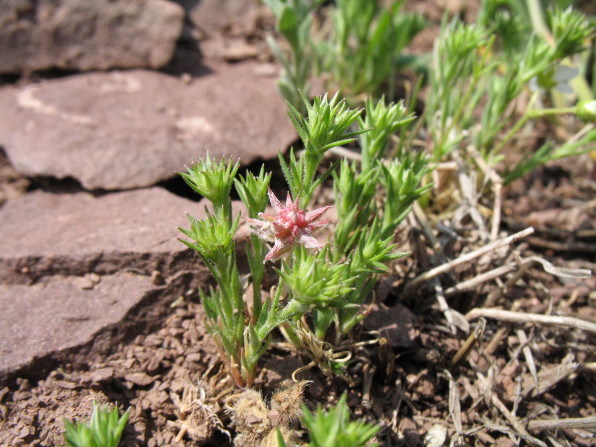 Image of Queria hispanica specimen.