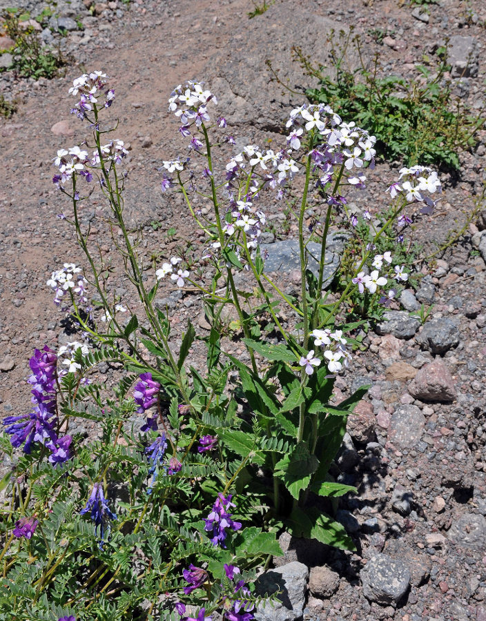 Изображение особи Hesperis voronovii.