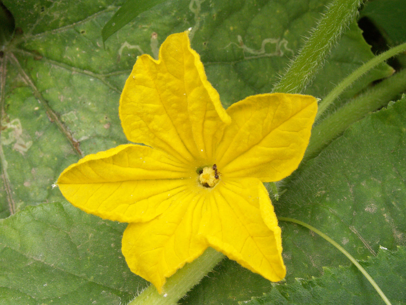 Image of Cucumis sativus specimen.