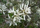 Amelanchier ovalis. Ветвь с цветками. Адыгея, хр. Уна-Коз, заросли кустарников на горном склоне близ обрыва, выс. ≈ 1000 м н.у.м. 30.04.2016.