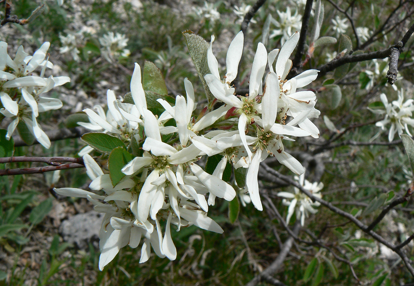 Image of Amelanchier ovalis specimen.