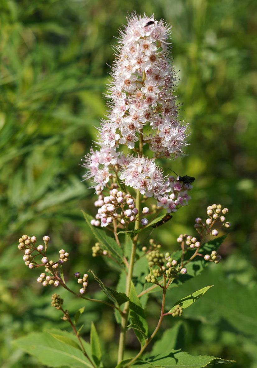 Изображение особи Spiraea salicifolia.