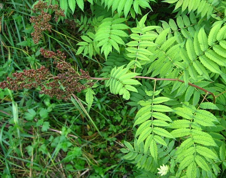 Изображение особи Sorbaria sorbifolia.