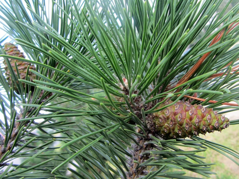 Image of Pinus mugo specimen.