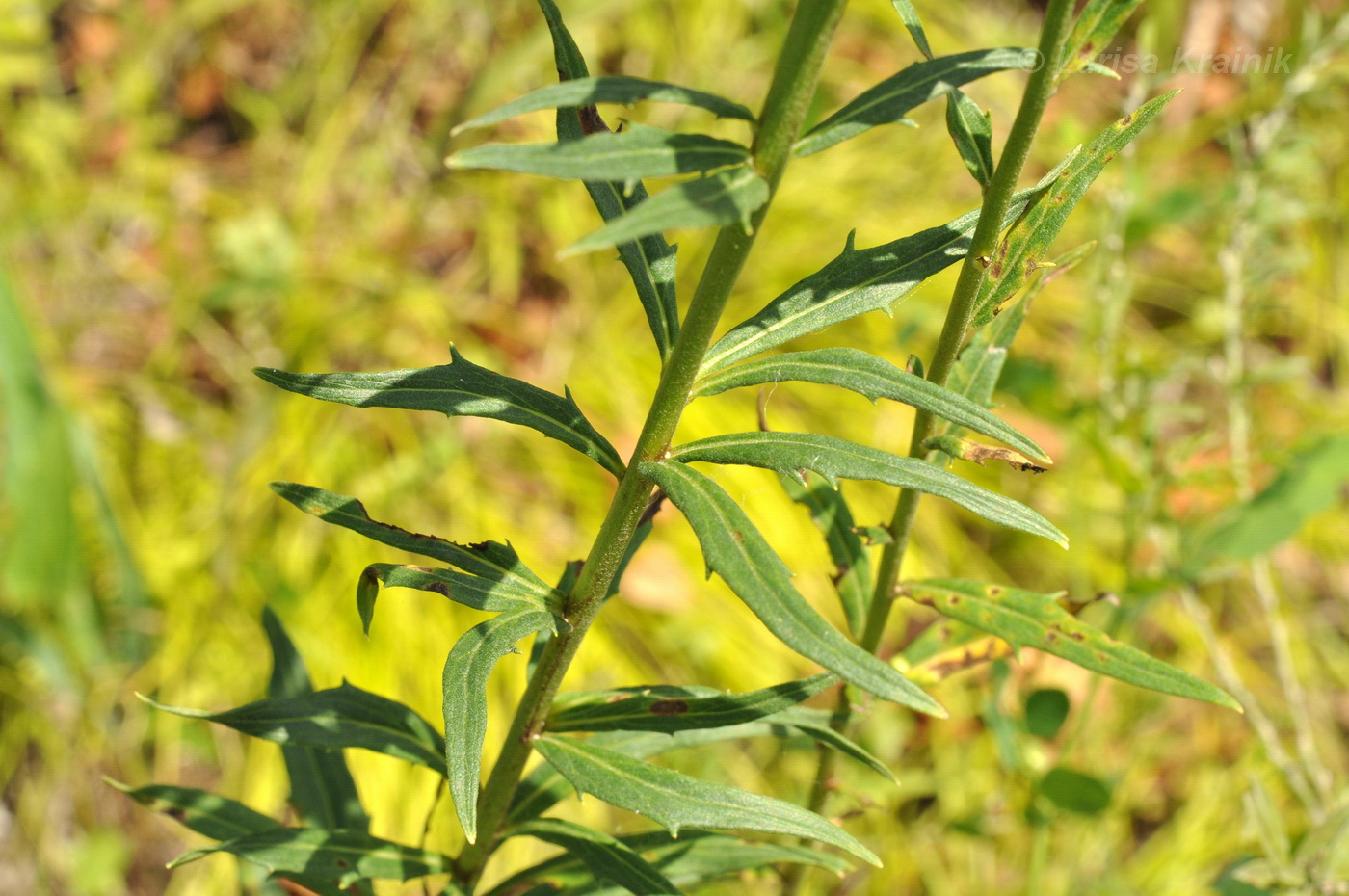 Image of Hieracium umbellatum specimen.