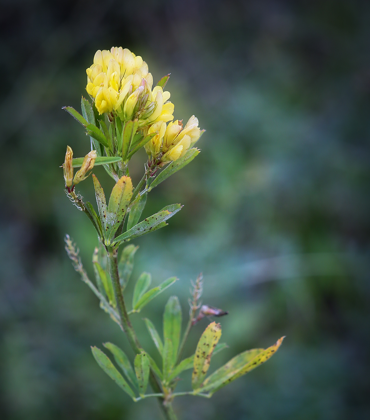 Image of Medicago &times; varia specimen.