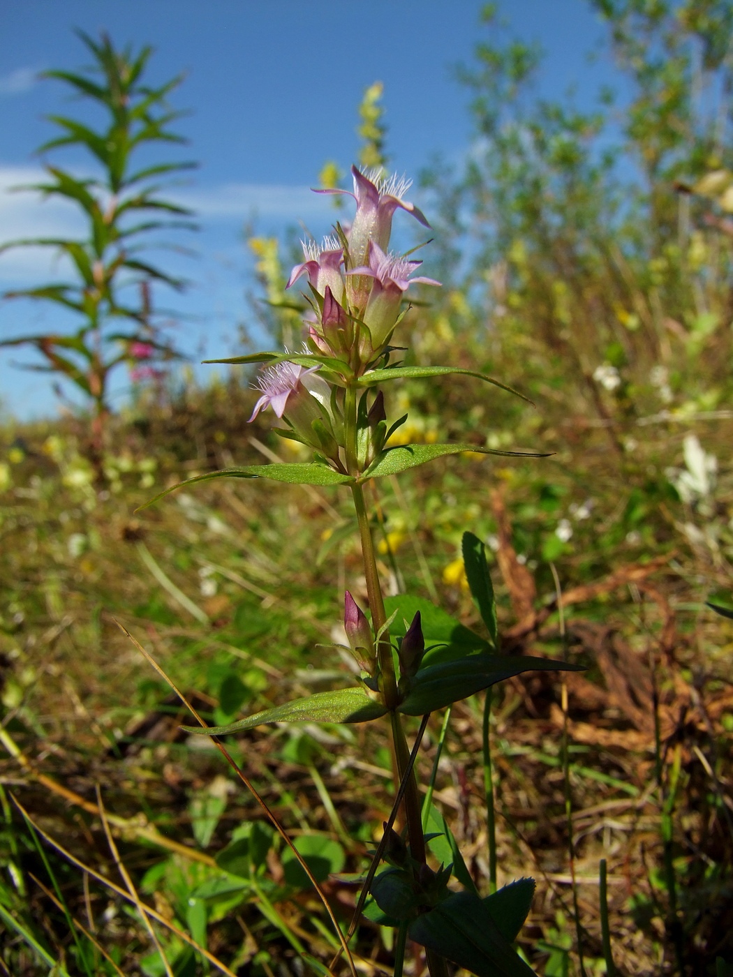 Изображение особи Gentianella acuta.