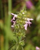 Stachys palustris. Верхушка соцветия. Украина, г. Запорожье, о-в Хортица, южная часть острова, под деревьями, возле ручья. 12.08.2016.