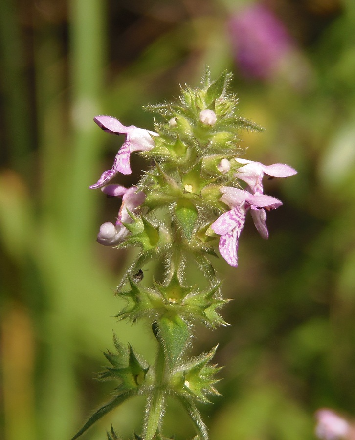 Изображение особи Stachys palustris.