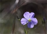 Linum nervosum