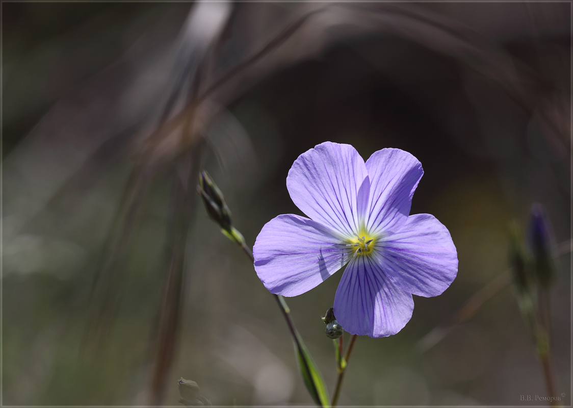 Изображение особи Linum nervosum.