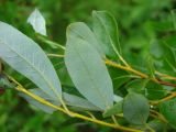 Salix phylicifolia. Листья (с нижней стороны). Ямало-Ненецкий АО, Надымский р-н, пос. Приозёрный, правый берег р. Левая Хетта, край сфагнового болота в сыром хвойно-мелколиственном лесу. 14 июля 2016 г.