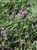 Lamium amplexicaule. Цветущие растения. Крым, Севастополь, газон. 25.03.2019.