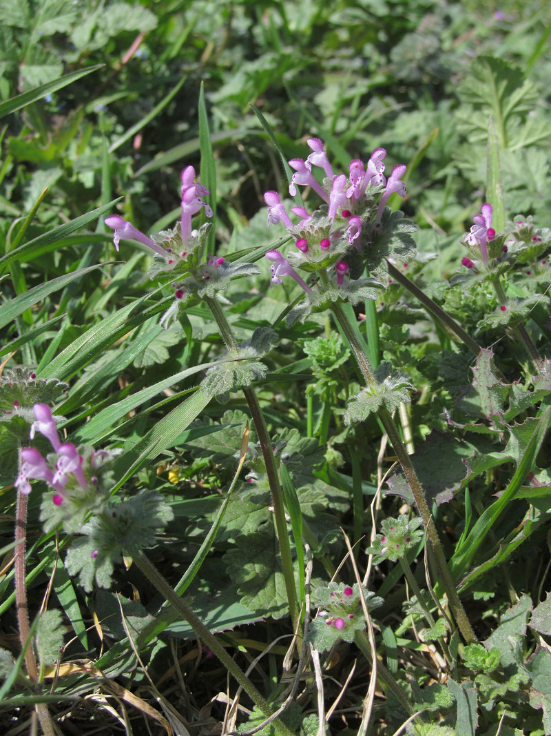 Image of Lamium amplexicaule specimen.