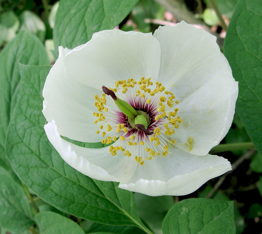 Изображение особи Paeonia oreogeton.