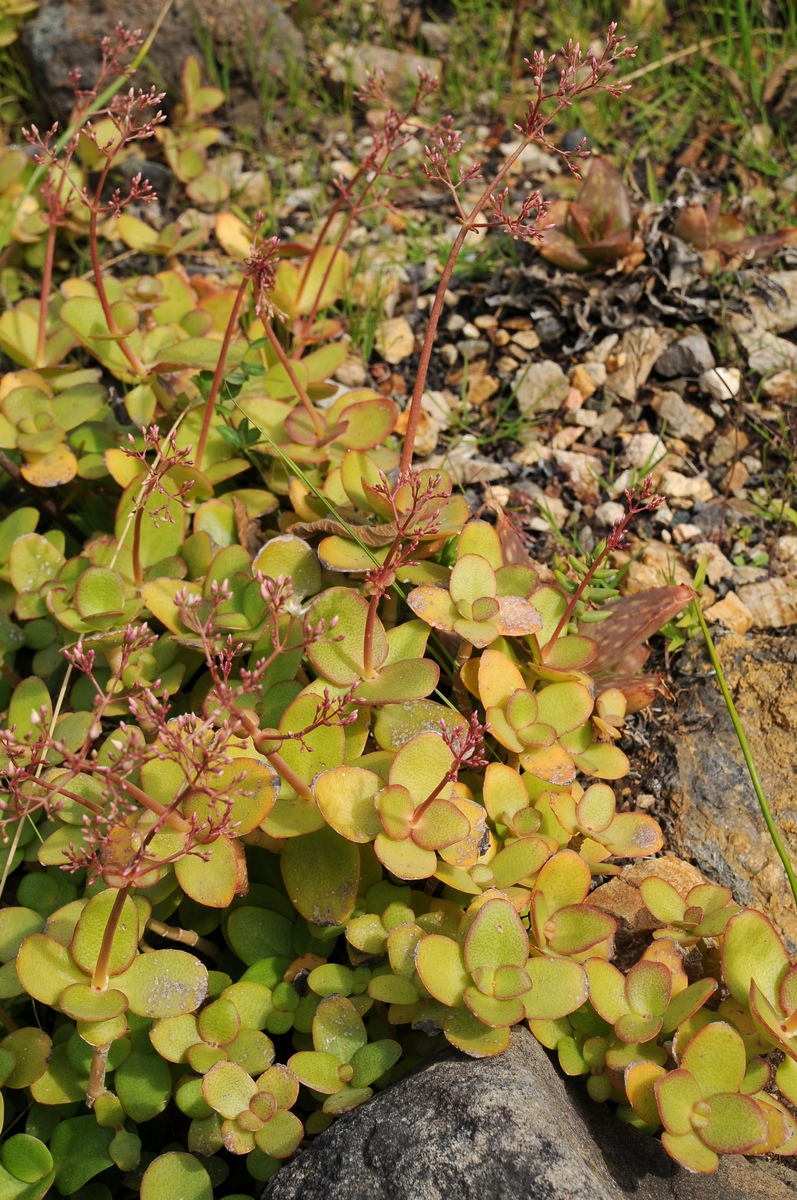 Изображение особи Crassula multicava.