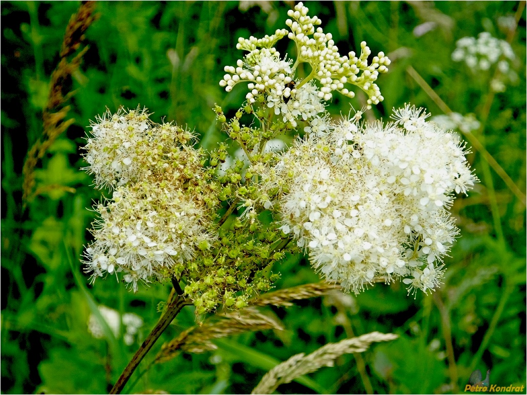 Изображение особи Filipendula ulmaria ssp. denudata.