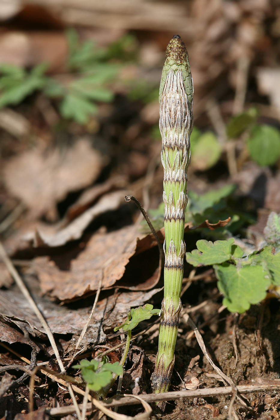 Изображение особи Equisetum pratense.