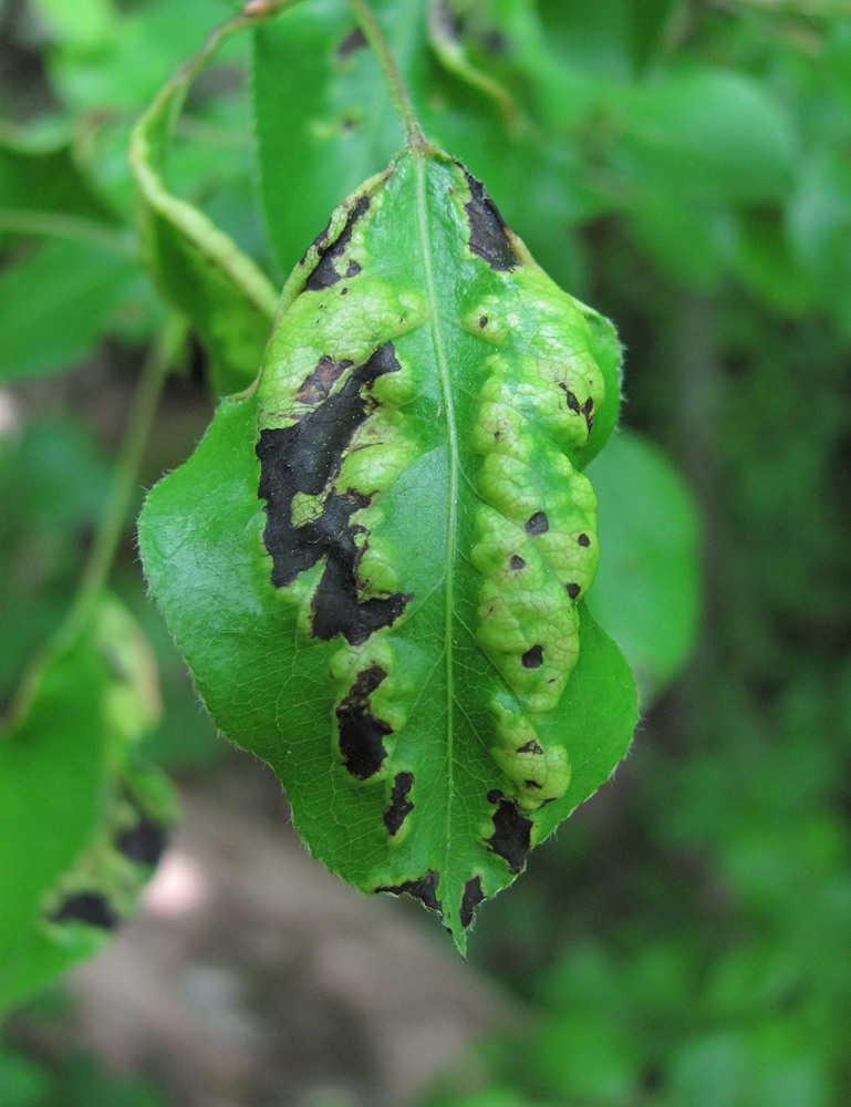 Изображение особи Pyrus caucasica.