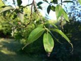 genus Salix. Верхушка веточки. Амурская обл., Бурейский р-н, окр. с. Виноградовка, поляна с разнопородными деревьями. 17.07.2016.