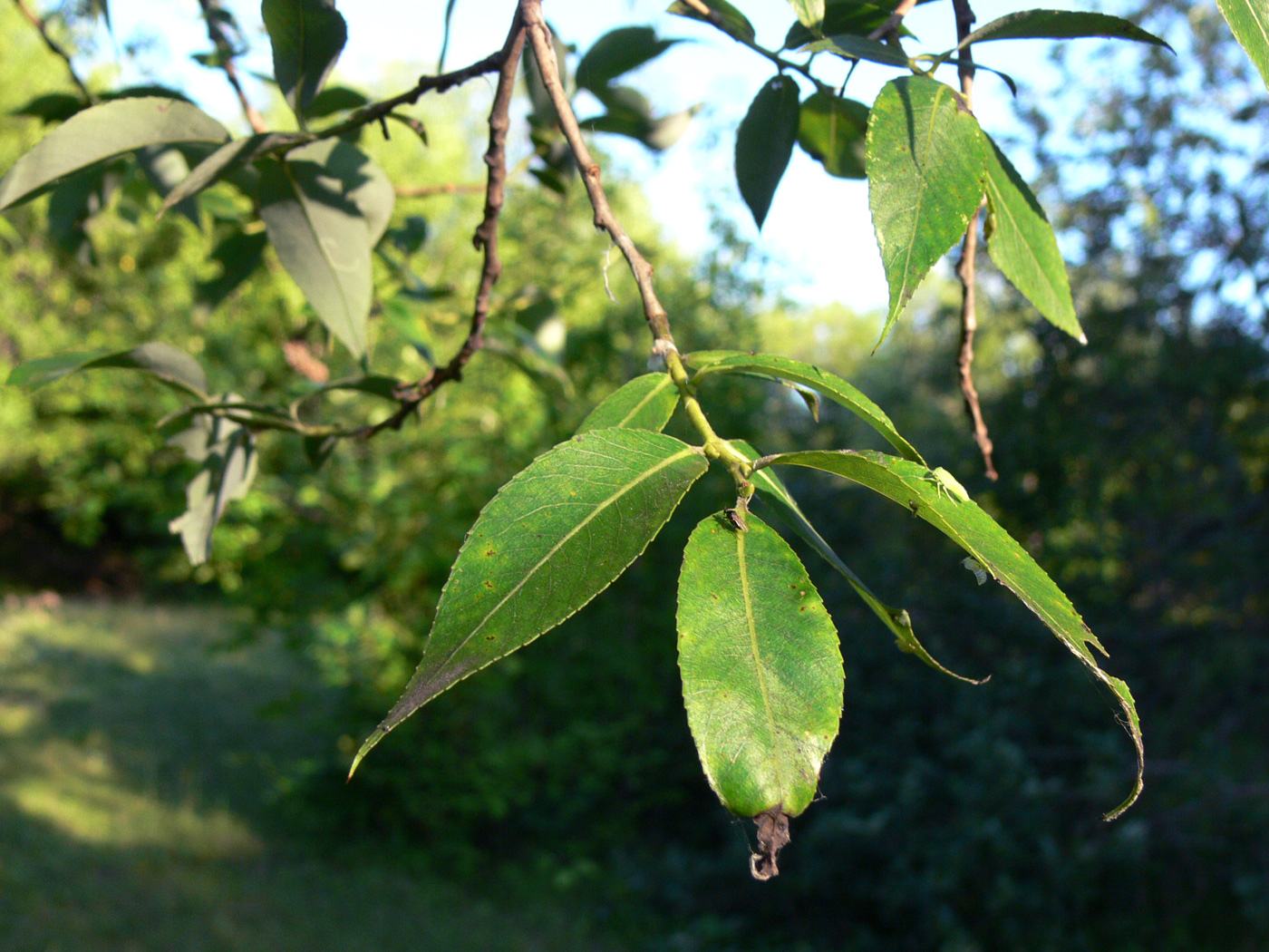 Image of genus Salix specimen.