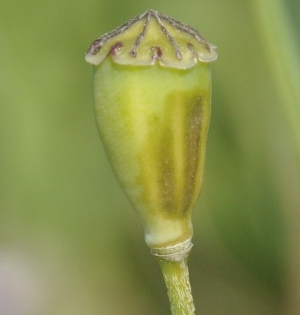 Image of Papaver lecoqii specimen.