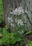 Cardamine dentata