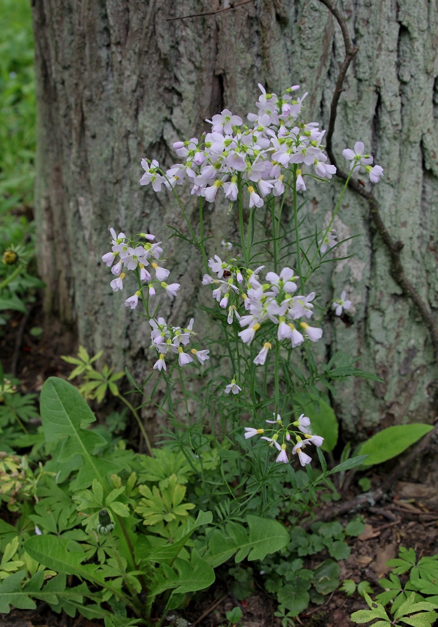 Изображение особи Cardamine dentata.