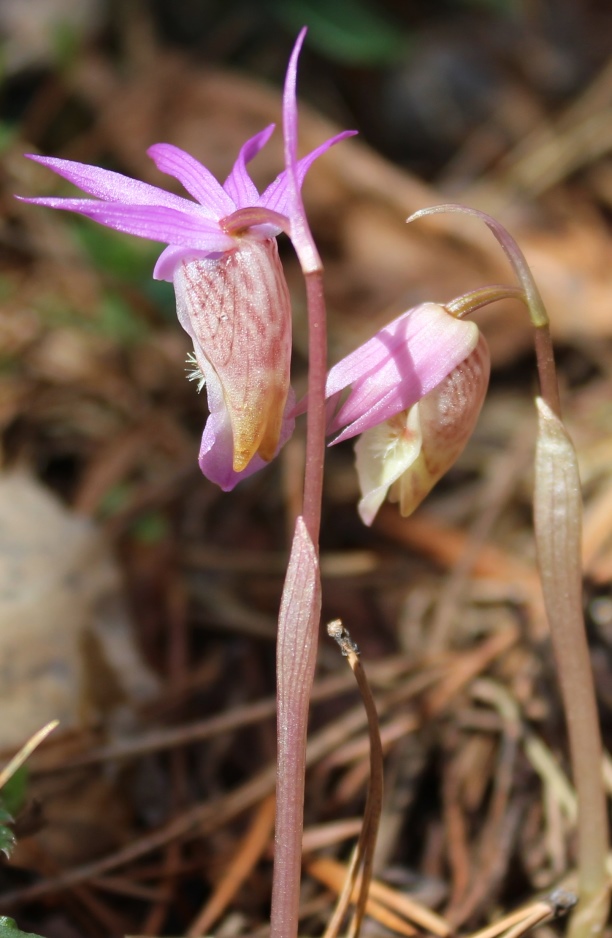 Изображение особи Calypso bulbosa.