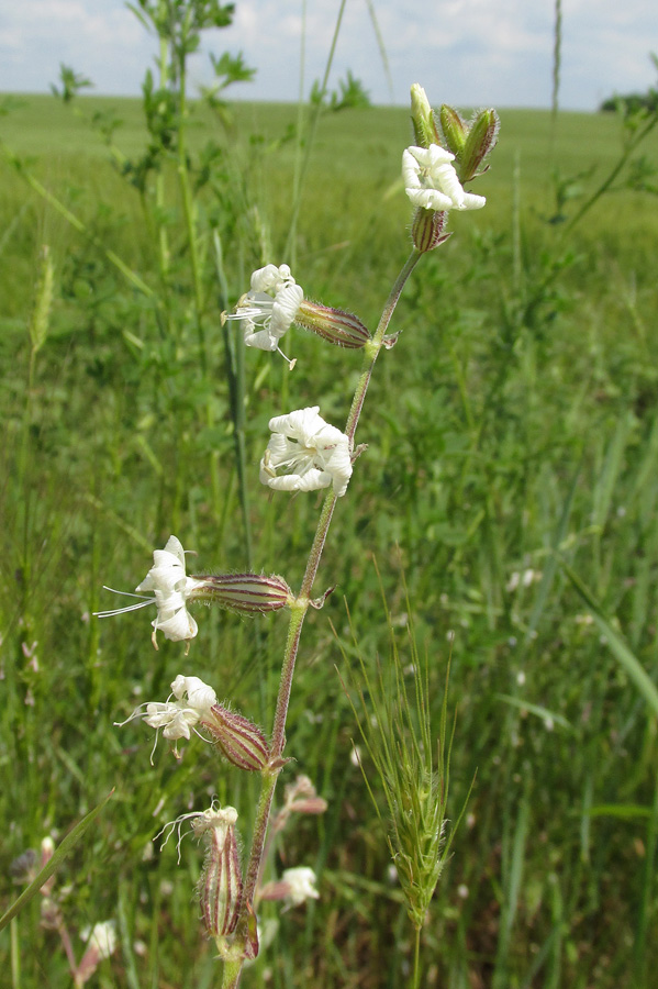 Изображение особи Silene dichotoma.