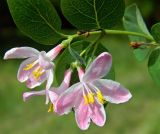 Lonicera tatarica. Часть побега с соцветиями. Подмосковье, окр. г. Одинцово, опушка смешанного леса. Июнь 2017 г.